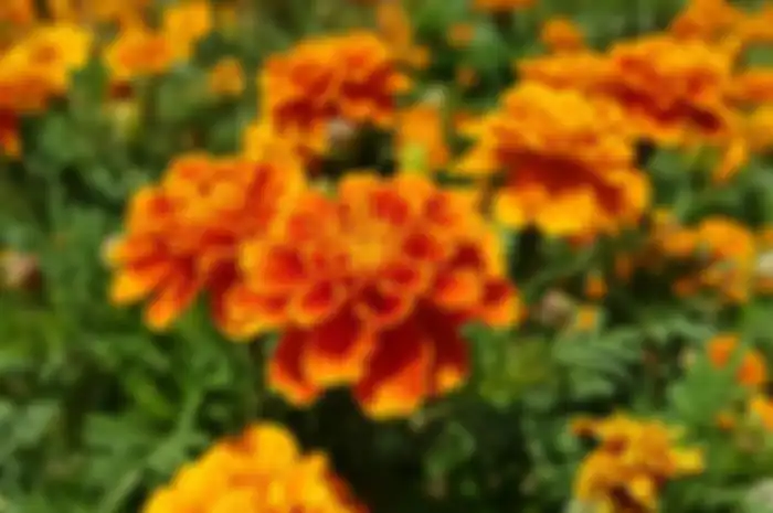 Ilustrasi tanaman marigold.