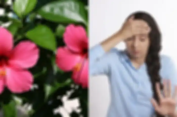 Tinggal Minum Air Rebusan Tanaman Hias Ini, Siapa Sangka Demam, Batuk hingga Pilek Hilang Dalam Sekejap!