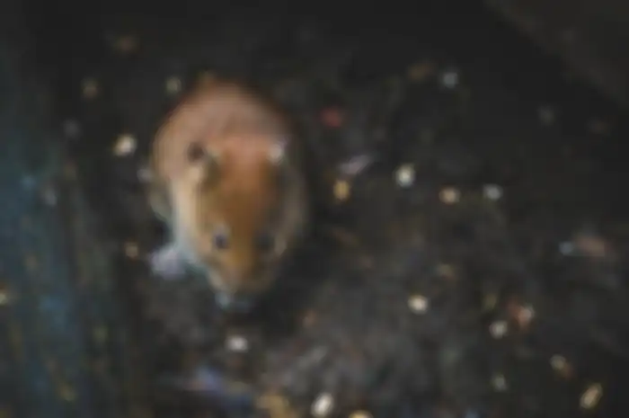 Begini cara mudah mengusir tikus dari rumah.