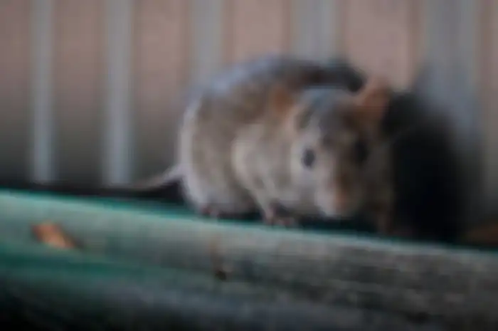 tips usir tikus dari rumah dengan 2 bahan dapur ini