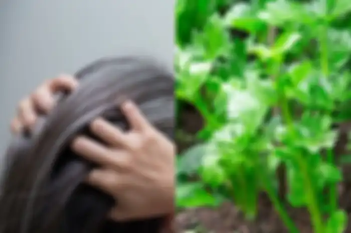 Uban di rambut yang bikin gak pede bisa dihilangkan dengan menggunakan seledri loh.