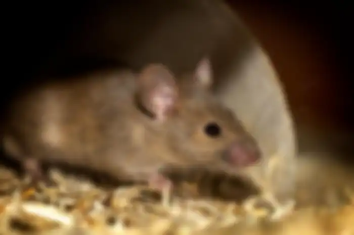 Tips mudah untuk usir tikus dari rumah.