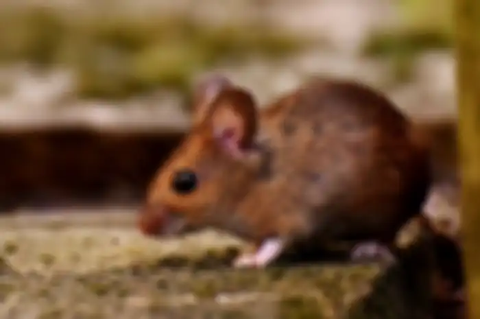cuma modal cengkeh bisa usir tikus yang berkeliaran di rumah