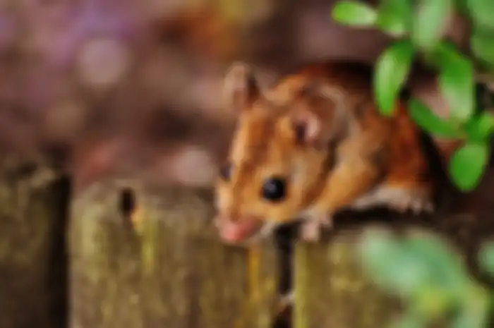 Aneka tips harian, begini cara mudah usir tikus dari rumah.