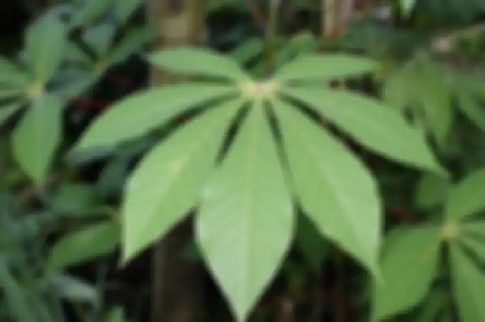 Daun Singkong
