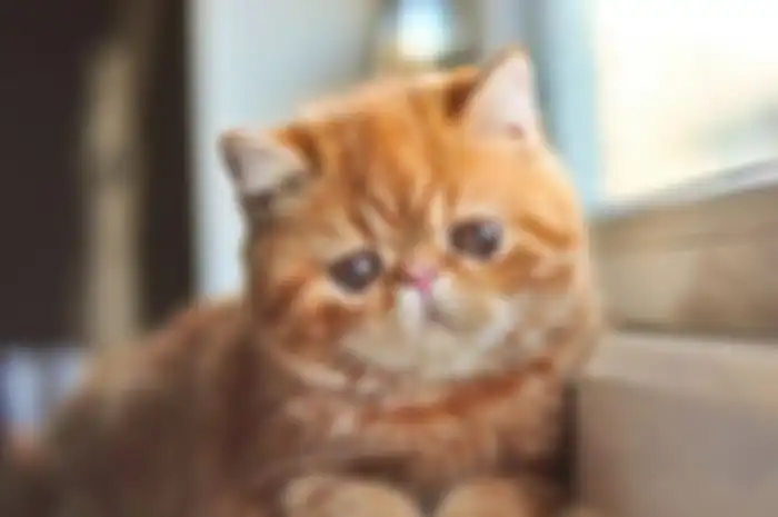 Kucing 