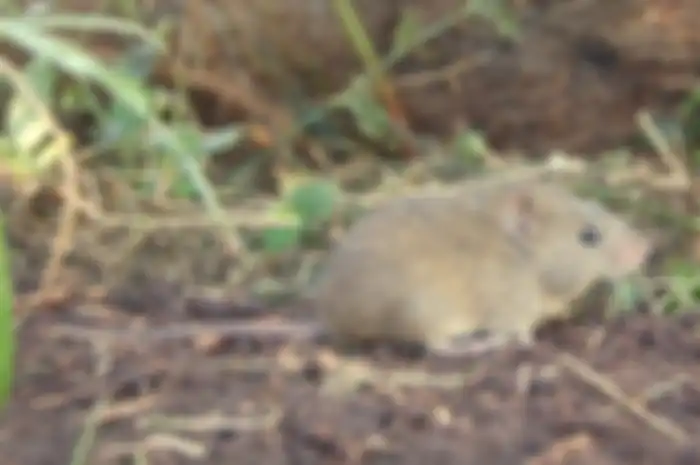 Tikus Rumput Azara (Akodon azarae), salah satu hewan yang akan terpengaruh oleh perubahan iklim.