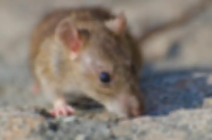 Aneka tips harian, usir tikus dengan kantong teh bekas.