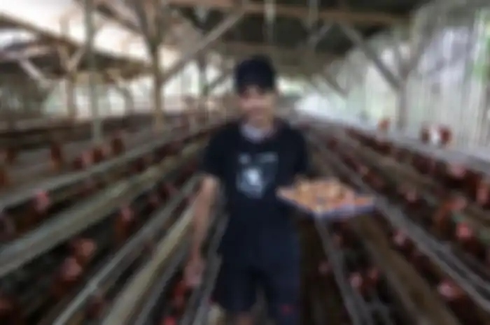 Gambar ilustrasi harga sembako telur ayam.