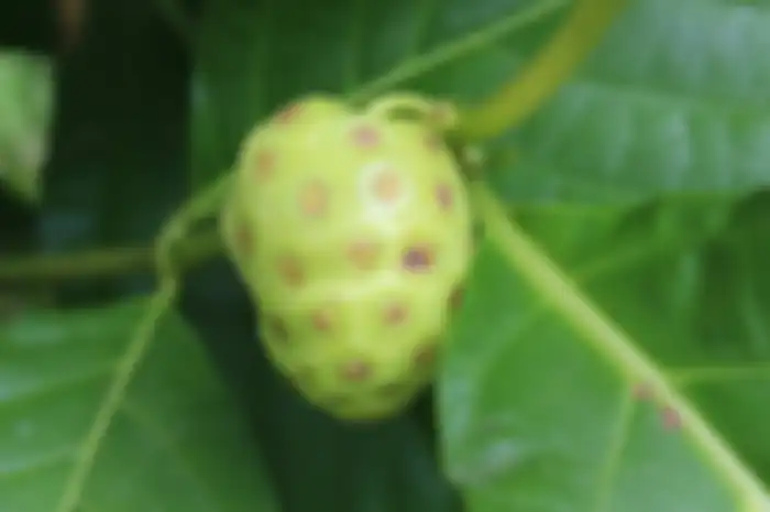 Buah mengkudu