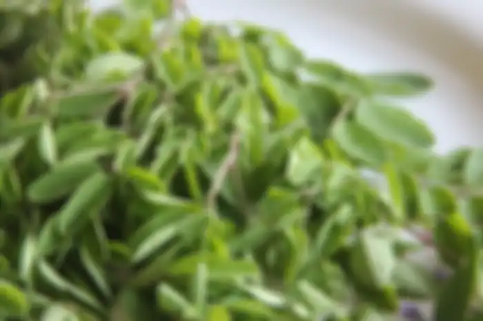 manfaat daun kelor 