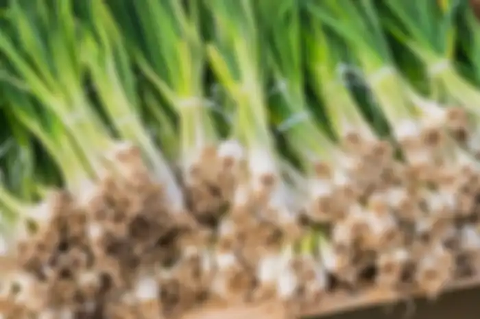 Aneka tips harian, ternyata begini cara tepat simpan daun bawang.
