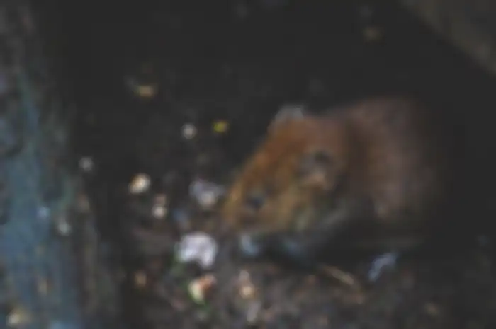 Aneka tips hari ini, begini cara mudah usir tikus dari rumah.