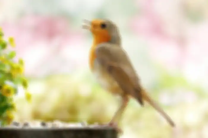 Ilustrasi burung