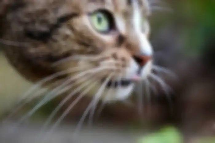 Kumis kucing jangan dipotong 