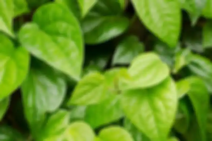 Aneka tips kecantikan, cara menghilangkan bau badan dengan daun sirih.