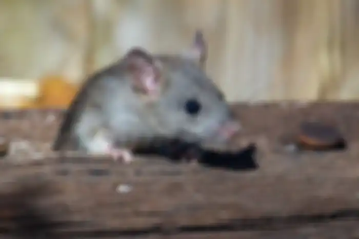 Cuma modal bumbu dapur berwarna merah ini bisa usir tikus dari rumah