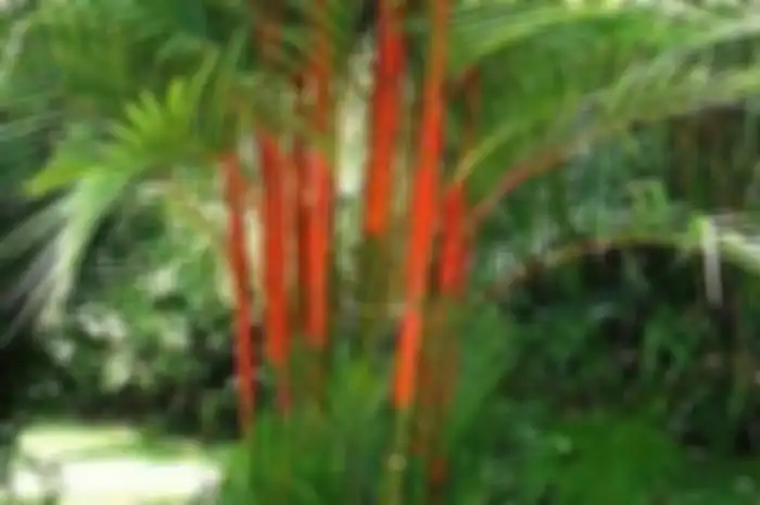 Inilah 5 tanaman yang nggak cuma cantik buat foto rumah, tetapi diminta pakar feng shui tanam di halaman. Manfaatnya bikin takjub!