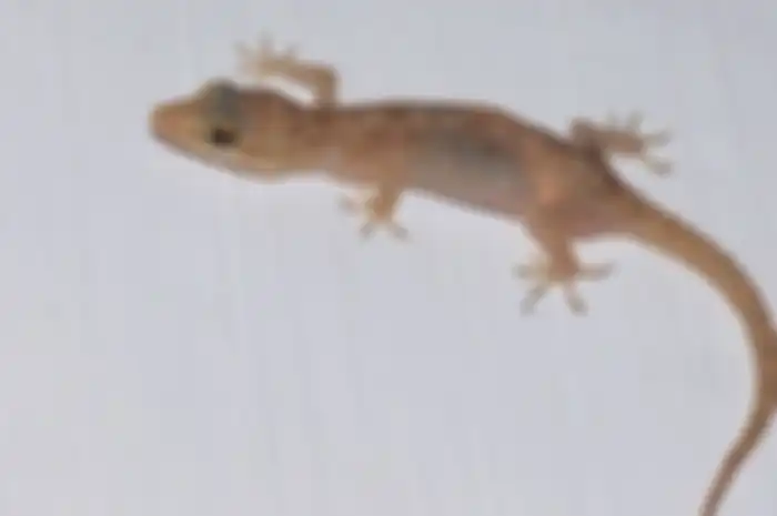 Jangan disepelekan, ini bahaya cicak di rumah