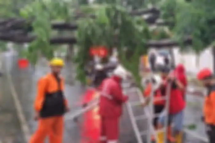 Pohon tumbang di Sidoarjo akibat tersapu angin kencang, Minggu (23/10/2022). Akibat angin puting beliung Sidoarjo, ratusan rumah rusak dan empat warga dilaporkan terluka. 