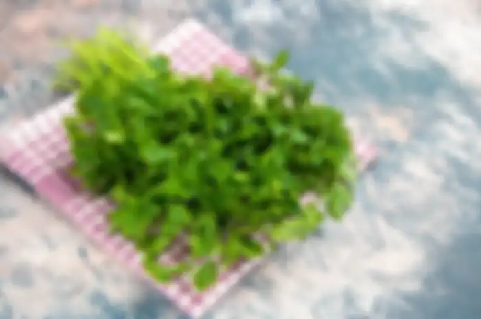 daun seledri