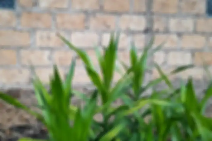 Manfaat daun suji untuk pengobatan wajib diketahui agar gak perlu keluar banyak biaya untuk berobat.