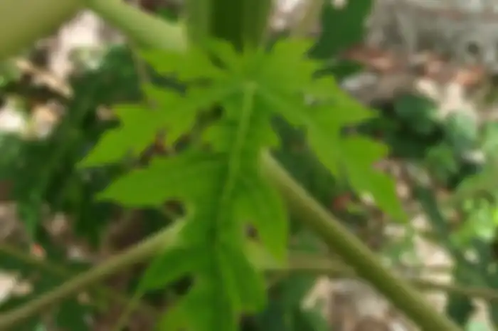 manfaat daun pepaya untuk kesehatan tubuh