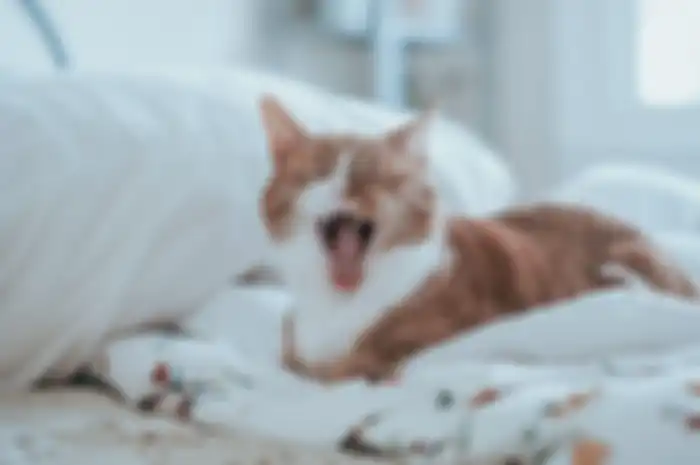 Ilustrasi kucing menguap