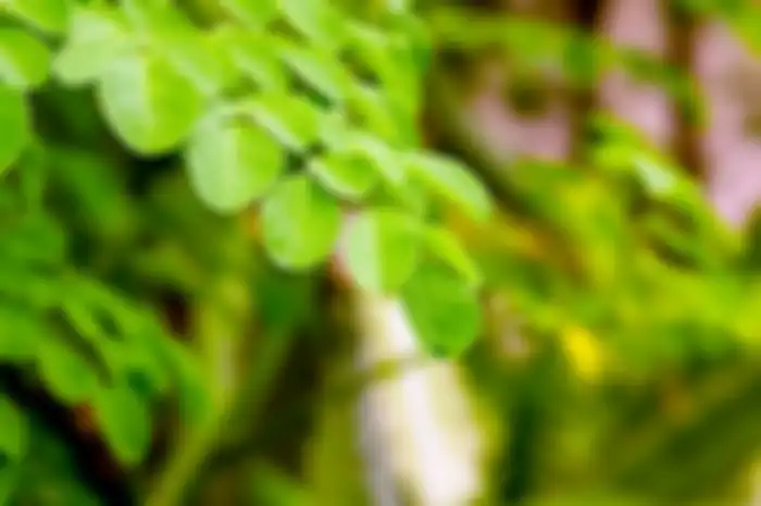 (Ilustrasi) Daun kelor