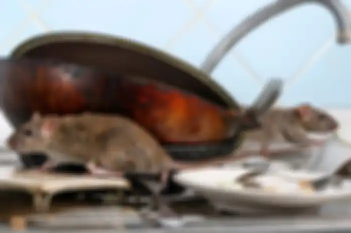 Cara mengusir tikus dengan bumbu dapur.