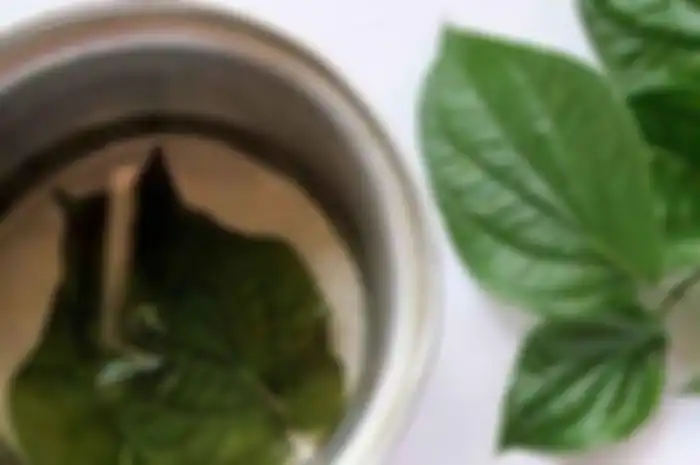 Rebusan daun sirih sebagai obat alami