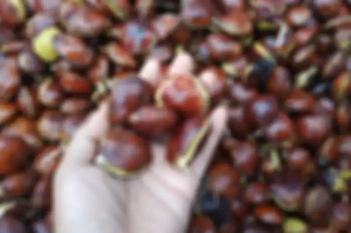 Inilah cara membedakan jengkol tua dan muda yang dijual di pasar