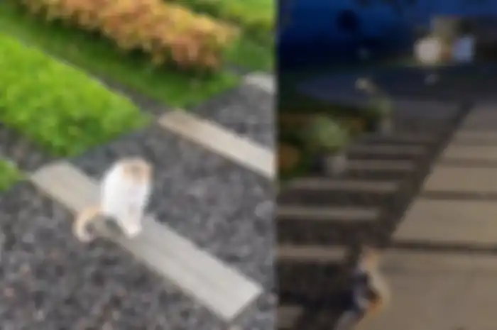 Kucing yang berada di makam Eril.