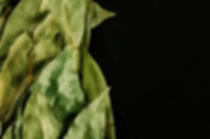 Daun salam