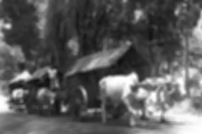Potret gerobak sapi ketika mengangkut batang pohon, sekitar tahun 1915-1938.