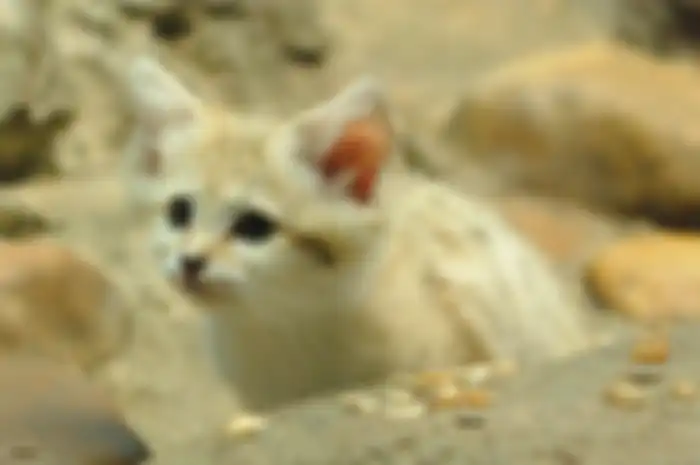Kucing