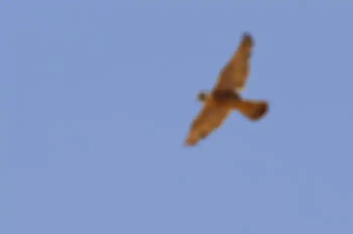 Burung
