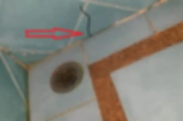 Tips hidup basmi cacing di kamar mandi