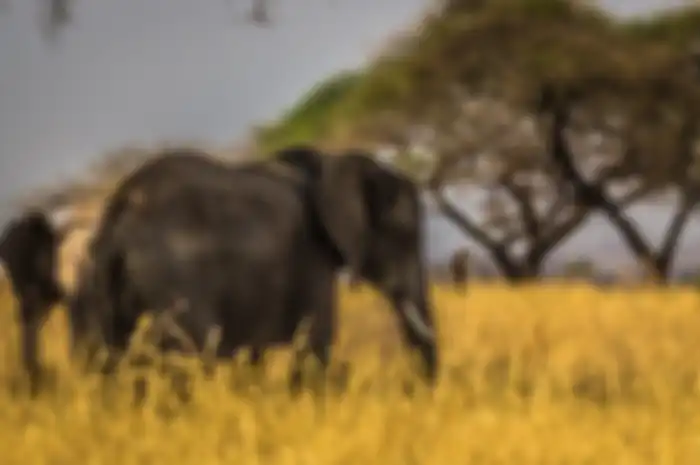 apakah gading gajah bisa tumbuh lagi setelah dipotong?
