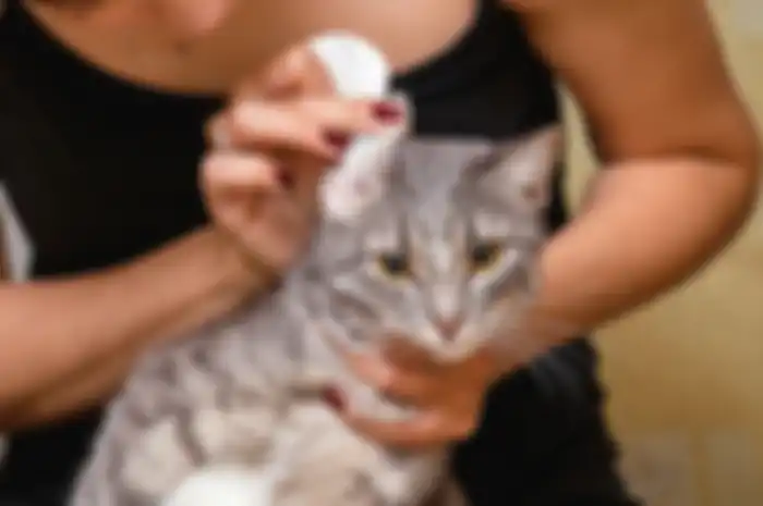 Cleaning Cat Ears