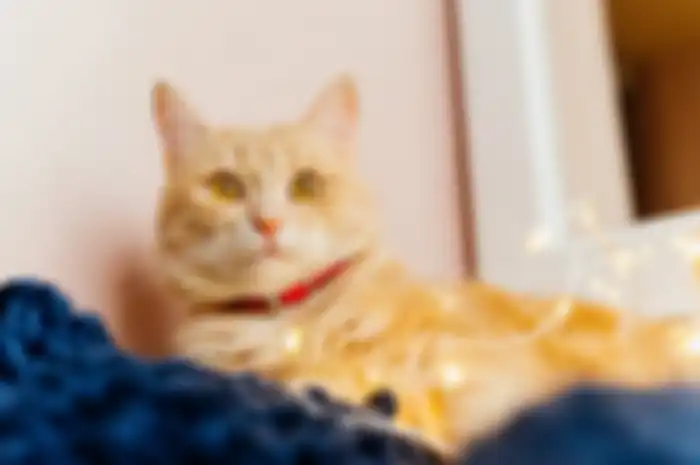 Fakta menarik kucing yang disebut bisa melihat di dalam gelap