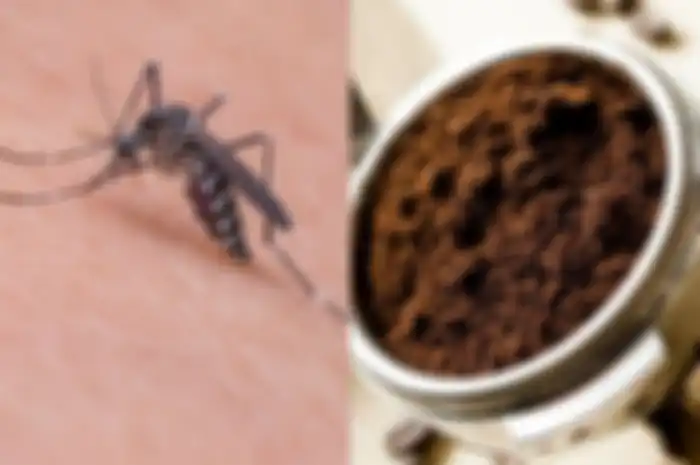 Tips hidup usir nyamuk dengan ampas kopi