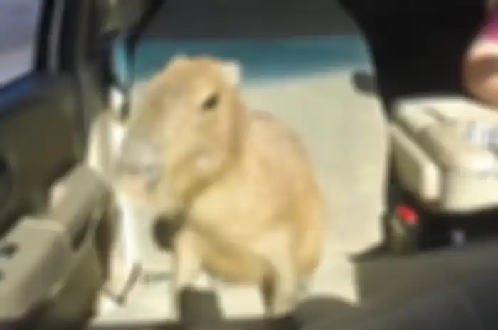 Meme capybara 'Ok I Pull Out