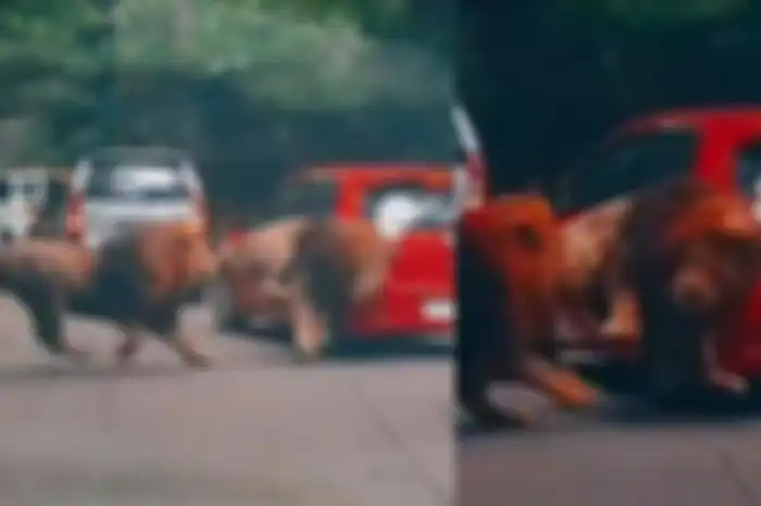 2 singa berkelahi hingga menyeruduk mobil pengunjung Taman Safari.