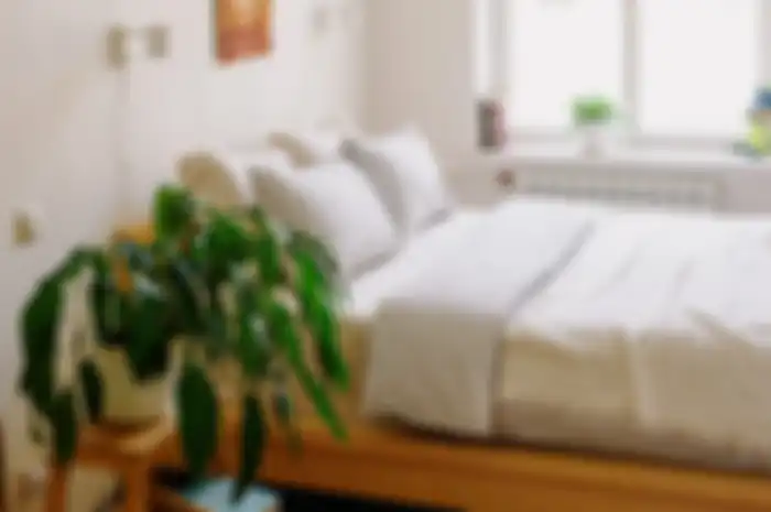 Tanaman yang cocok untuk bikin kamar terlihat aesthetic