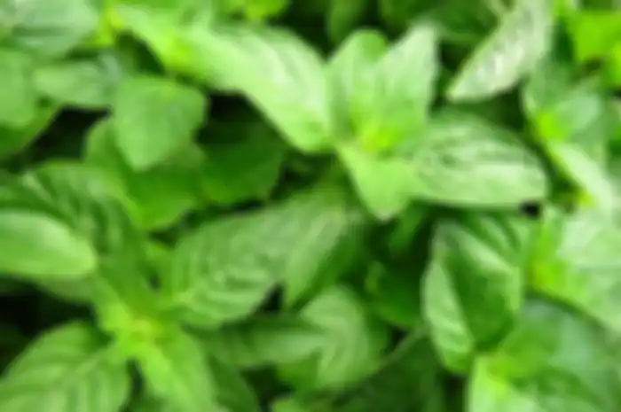 4 manfaat kesehatan daun kemangi 