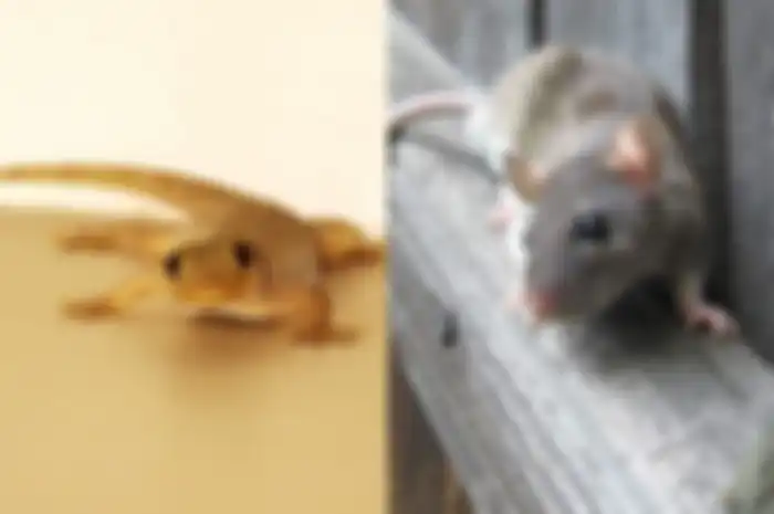 14 Cara Usir Cicak, Tikus hingga Ular yang Masuk Rumah
