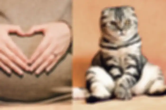 Kucing bikin mandul benar adanya?