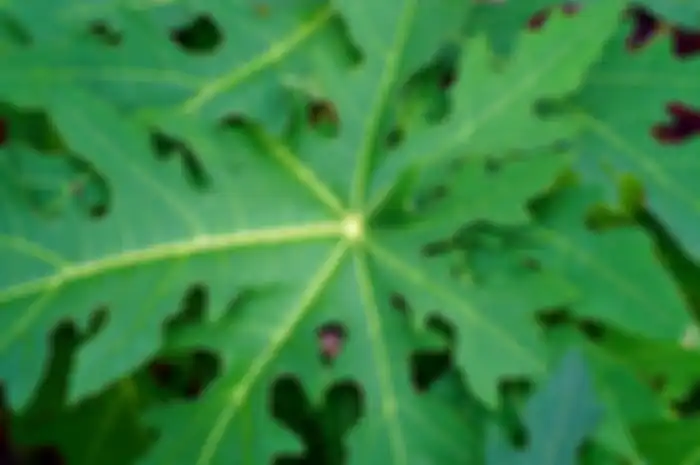Manfaat daun pepaya