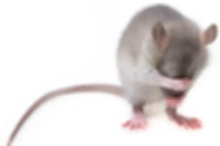 Cara memberantas tikus di rumah.